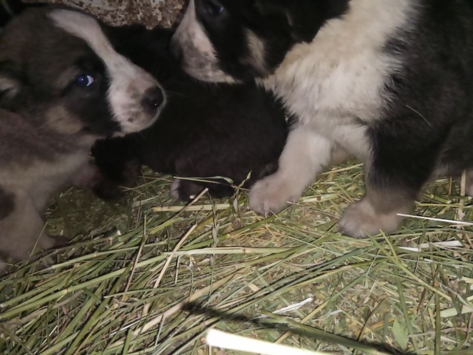 Алабай күшіктерр