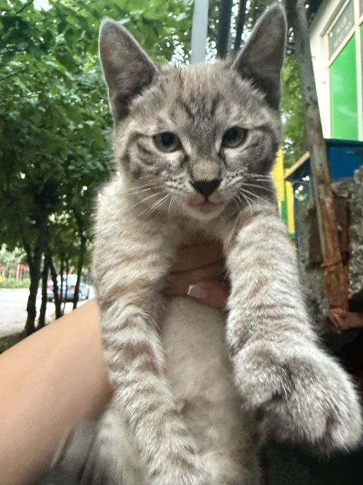 Котенок в добрые руки
