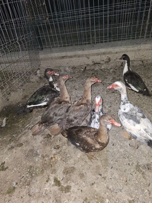 Ratoii lesesti tineri