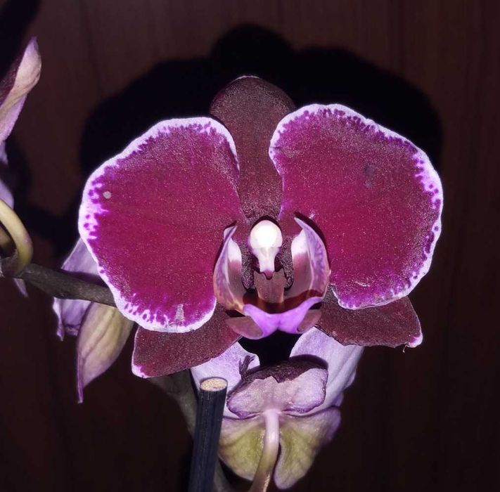 Орхидеи фаленопсис Монпелие, Kimono, Монтрьо, Grosseto