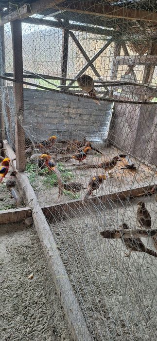 Fazani auriu pe rosu,pauni,struti nandu!