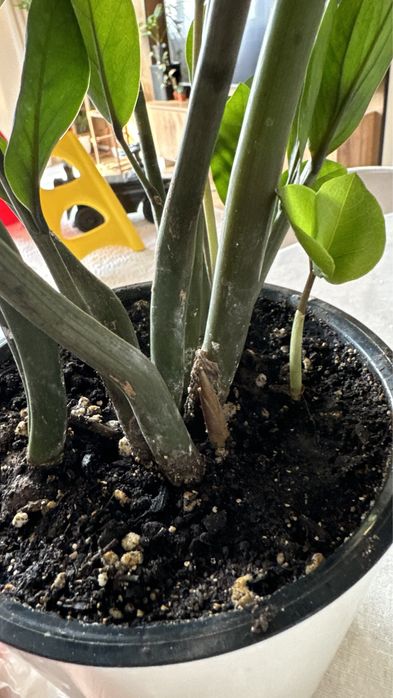 Цветы комнатные замиокулькасы