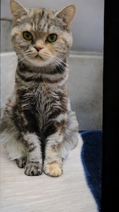 Bengal x British short hair mix mushukcha sotiladi