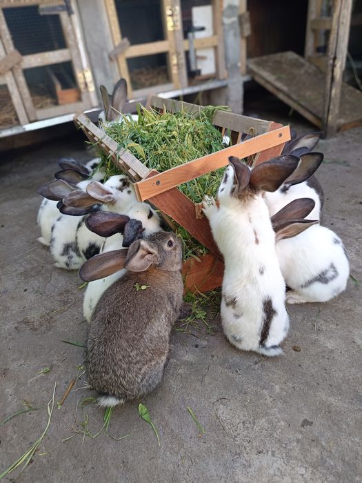 De vânzare,  iepurași si iepuri adulți