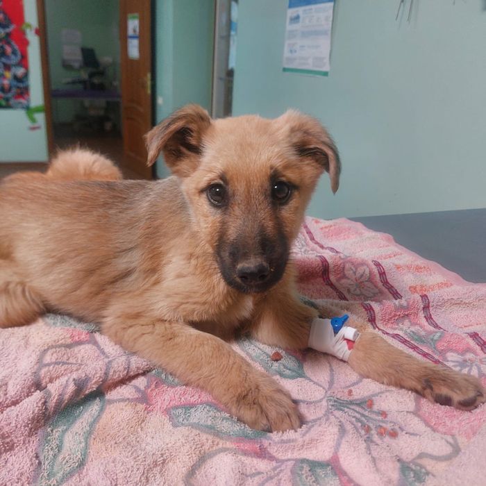 Щенок в добрые руки