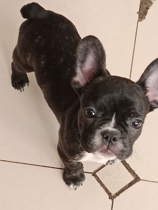 Французский бульдог