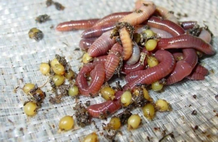 Калифорния кизил чувалчанглари ва биогумус