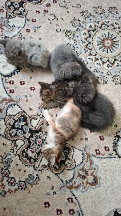 Ласковые котята отдадим в добрые руки