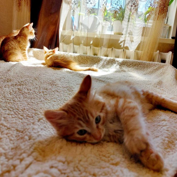 Котята рыженькие