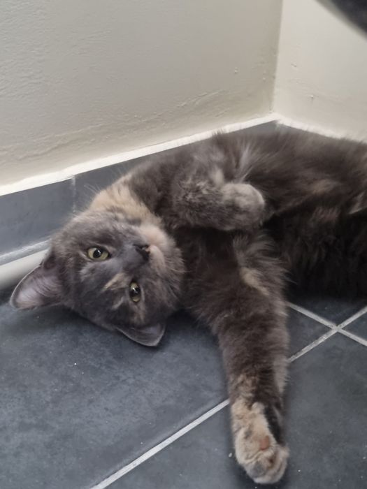 Кошечка в добрые ручки