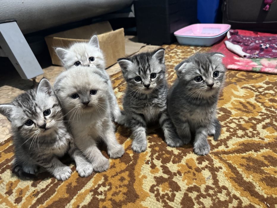 Шотландские котята