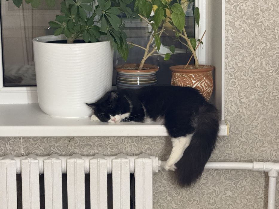 Ищем семью коту