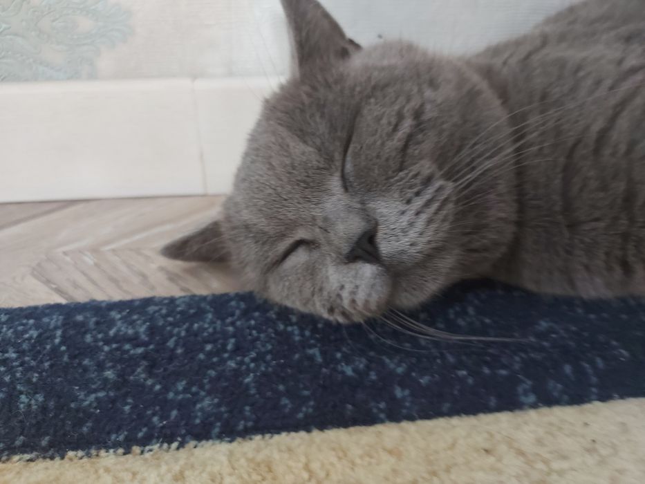 Отдам даром  кота добрые в руки