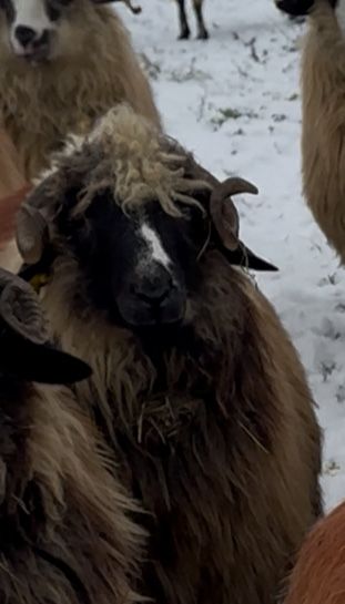 Mior de vanzare in ultima poza mama lui