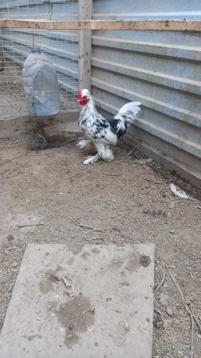 Карликовые Петушки