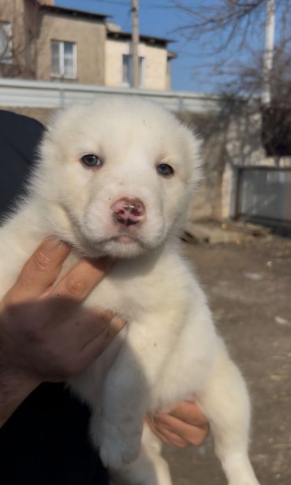 Щенята Алабая (САО)