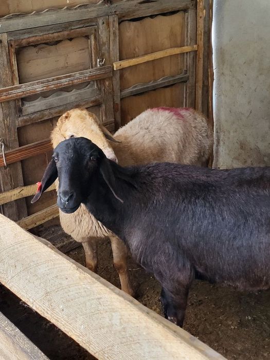 Куйлар сотилади 3 та. Арашан, едилбай , каштан