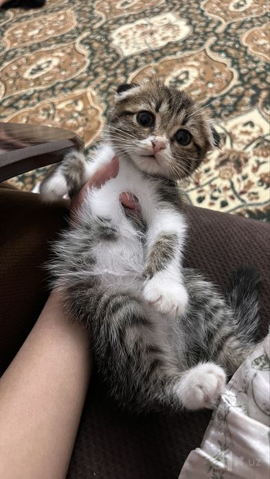 Котик скотиш фолд