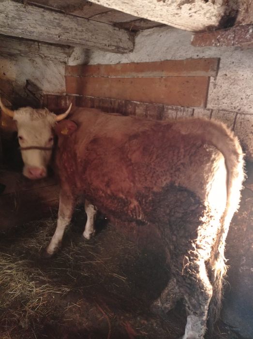 Junincă Bălțată Romanească