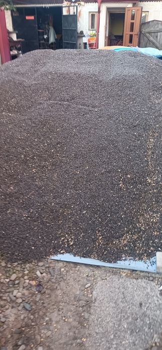 Vînd floarea soarelui