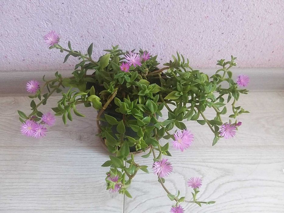 Продам комнатные цветы