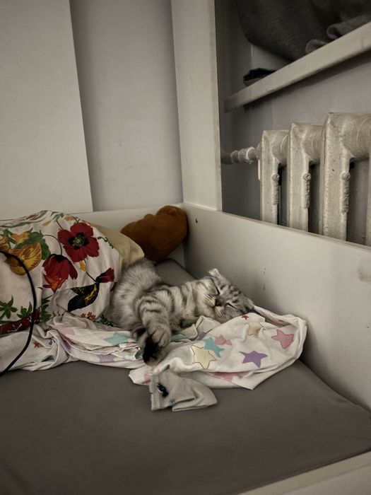 Шотландская вислоухая кошка