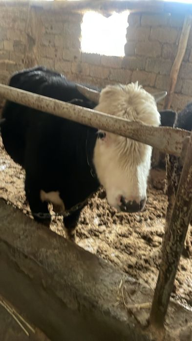 огиздер сатылады