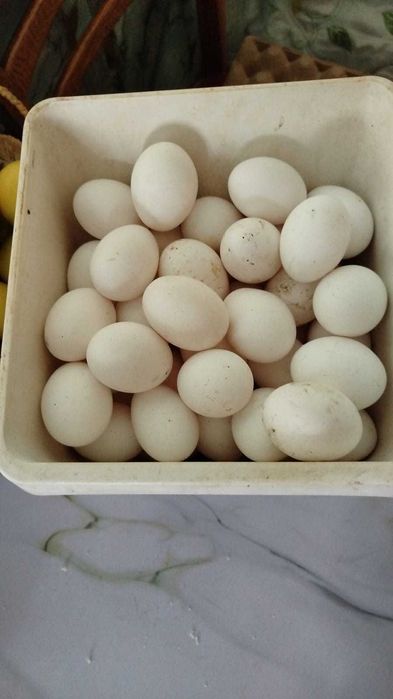 Продам курей несушек