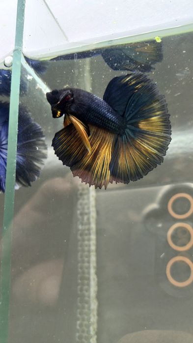 Аквариумные рыбки