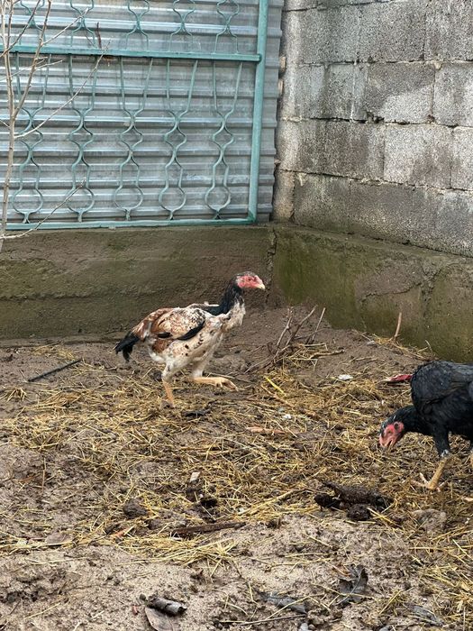 Дакандар сатылады