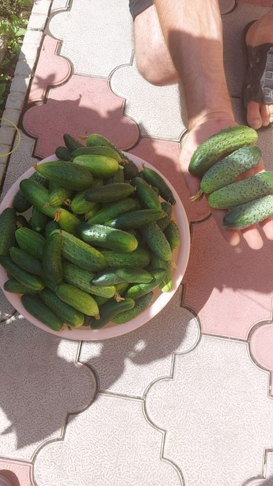 Продам домашние огурцы