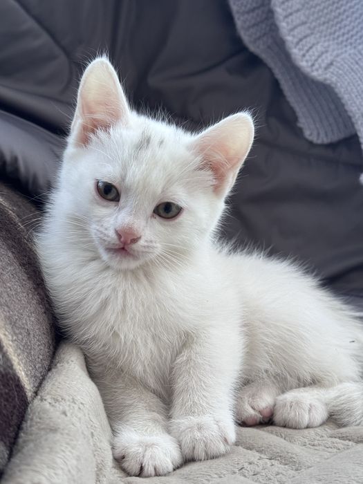 Отдам котят в добрый руки