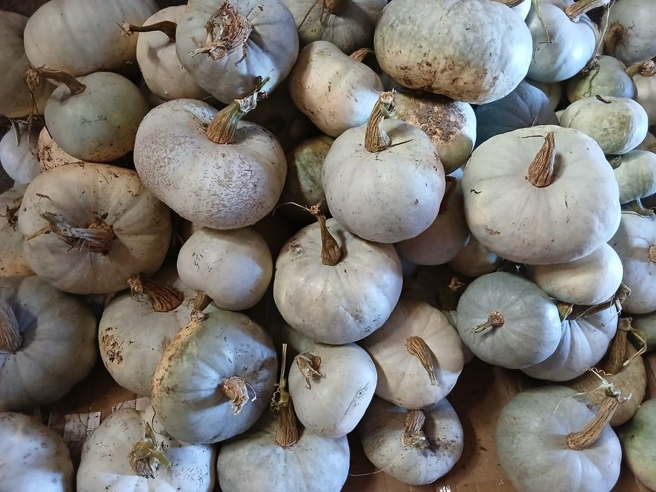 Dovleci dulci, ludăi din cultură ecologică, cantitate limitată