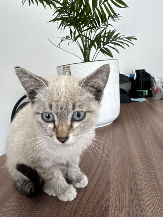 Котенок в добрые руки