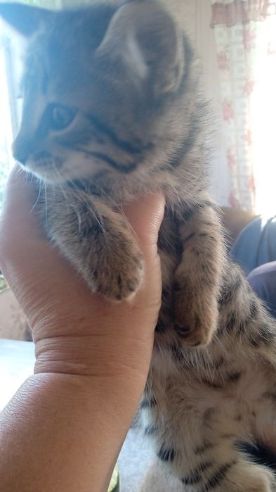 Отдам в хорошие руки котят