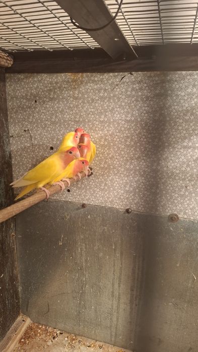 Попугаи неразлучники