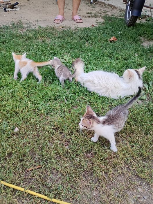 Отдаём котят. Марғаулар