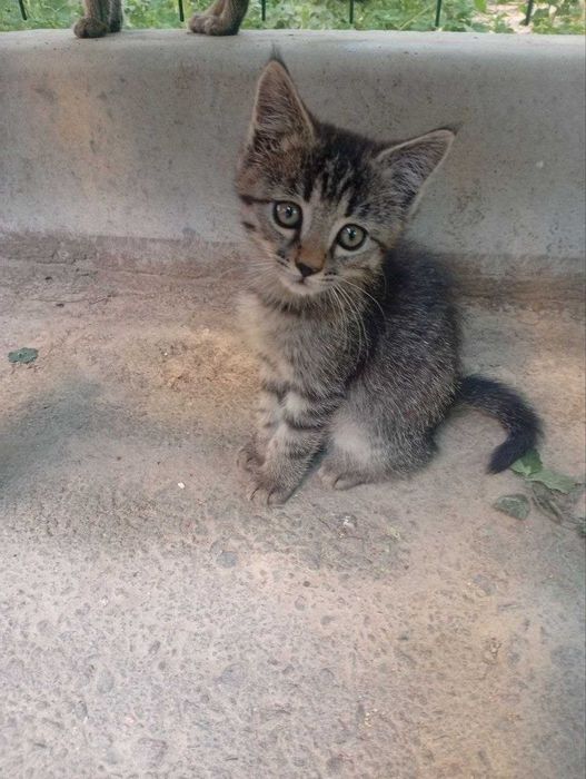 Котятя ищут семьи!