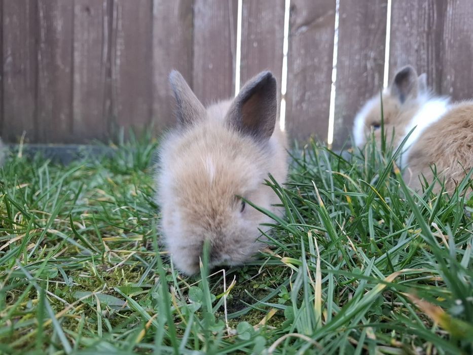 Vând iepuri din rasa cap de leu pitic