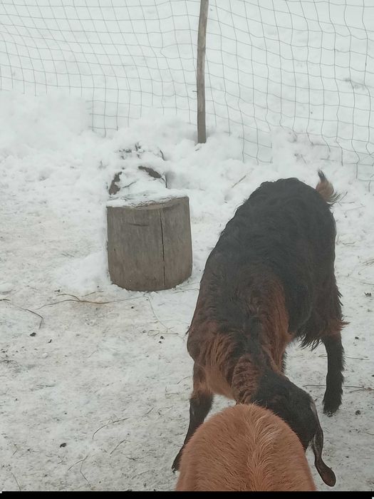 Vand iede anglon̈ubian originale!!!