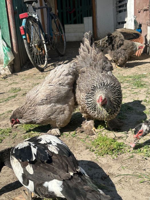 Oua incubat găini brahma