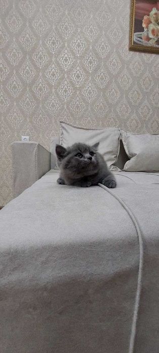 Шотландский мушукчалар сотилади