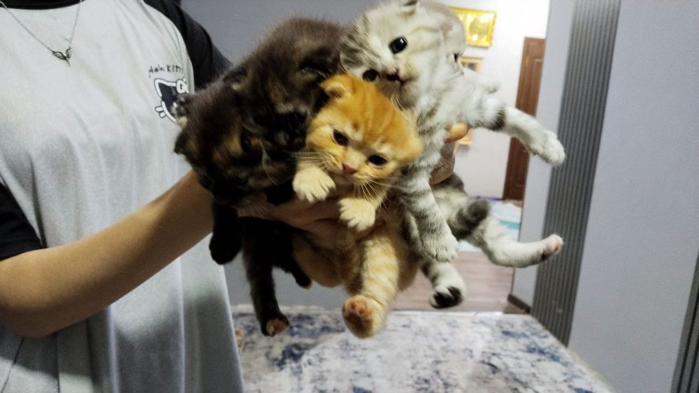 Котята породы Шотланскин вислоухие 20 дней