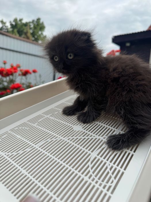 Отдаем котят-девочек