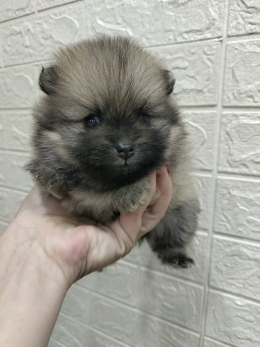 Померанский шпиц