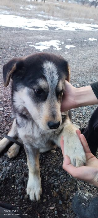 Қазақи төбет пен лайка шатас 5айлық кұшік