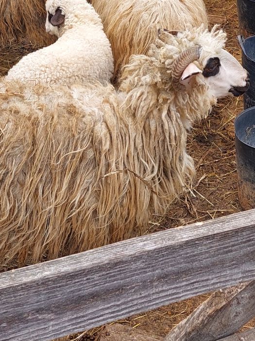 Oi cu miei de vânzare