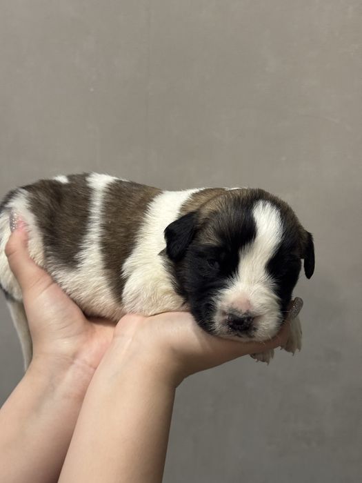 Московская сторожевая БРОНЬ