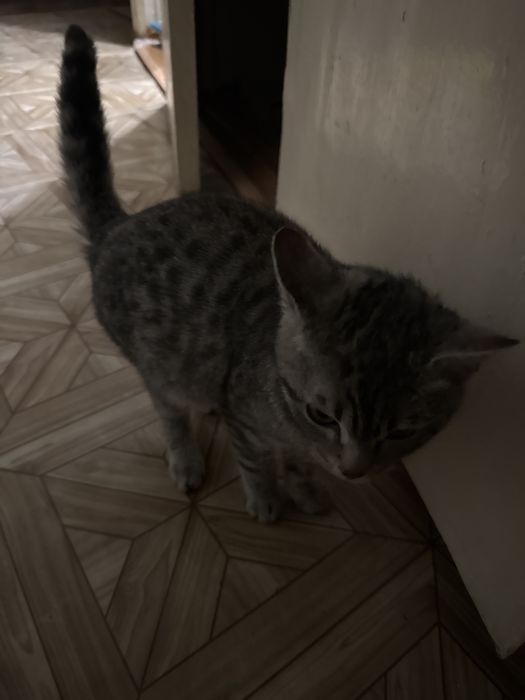 Отдам кота в добрые руки