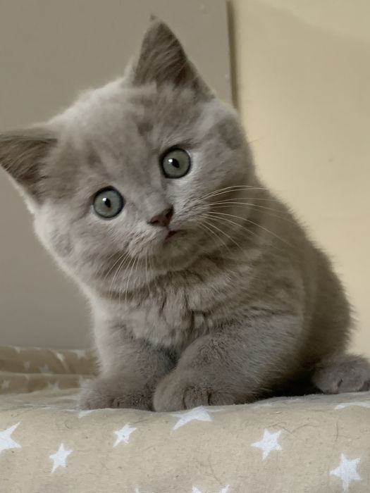 Продается котенок.Скотиш страйт.2 мес.Девочка.Лилового окраса